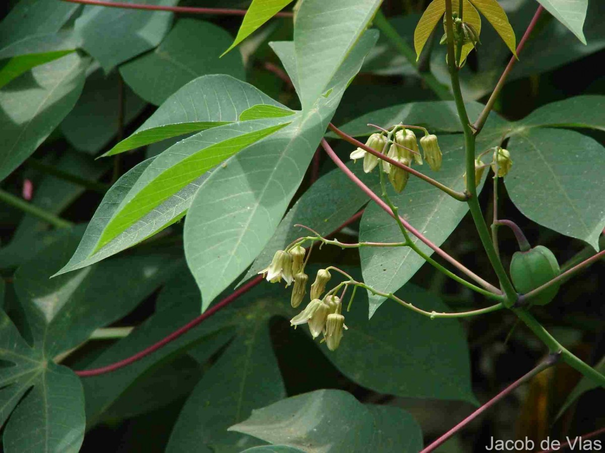 Manihot esculenta Crantz